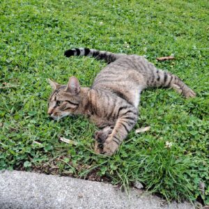 Lire la suite à propos de l’article Chat perdu !