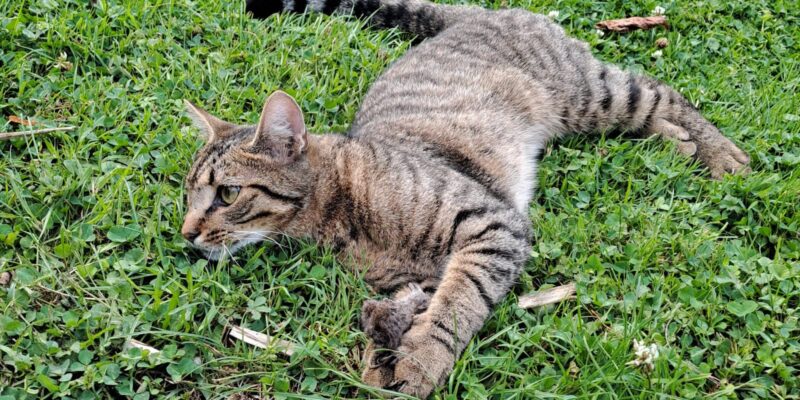Chat perdu !